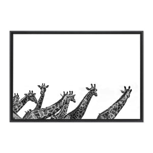 Girafes - ÉDITION LIMITÉE