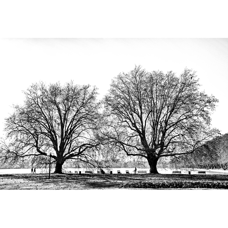 Lac d'Annecy - Arbres par Annick Girardot - Galerie 361