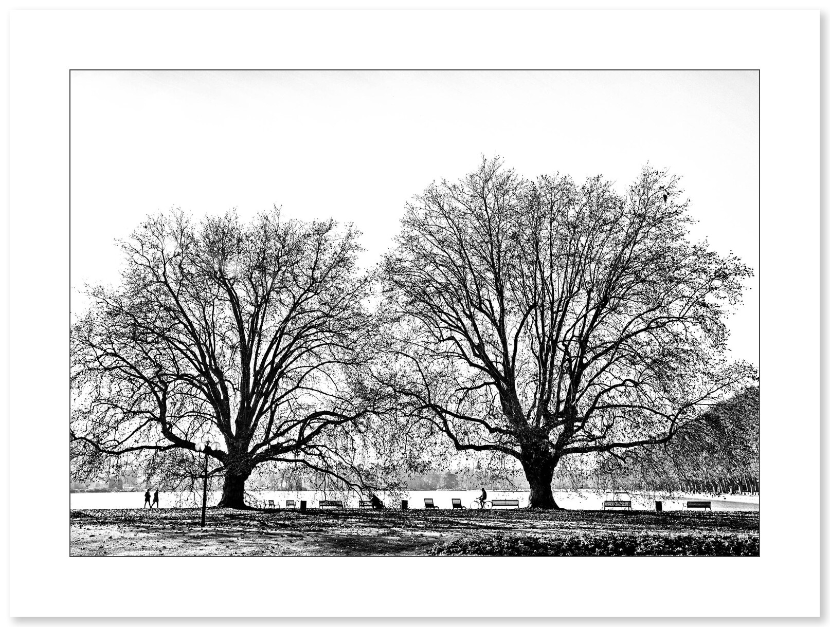 Lac d'Annecy - Arbres par Annick Girardot - Galerie 361