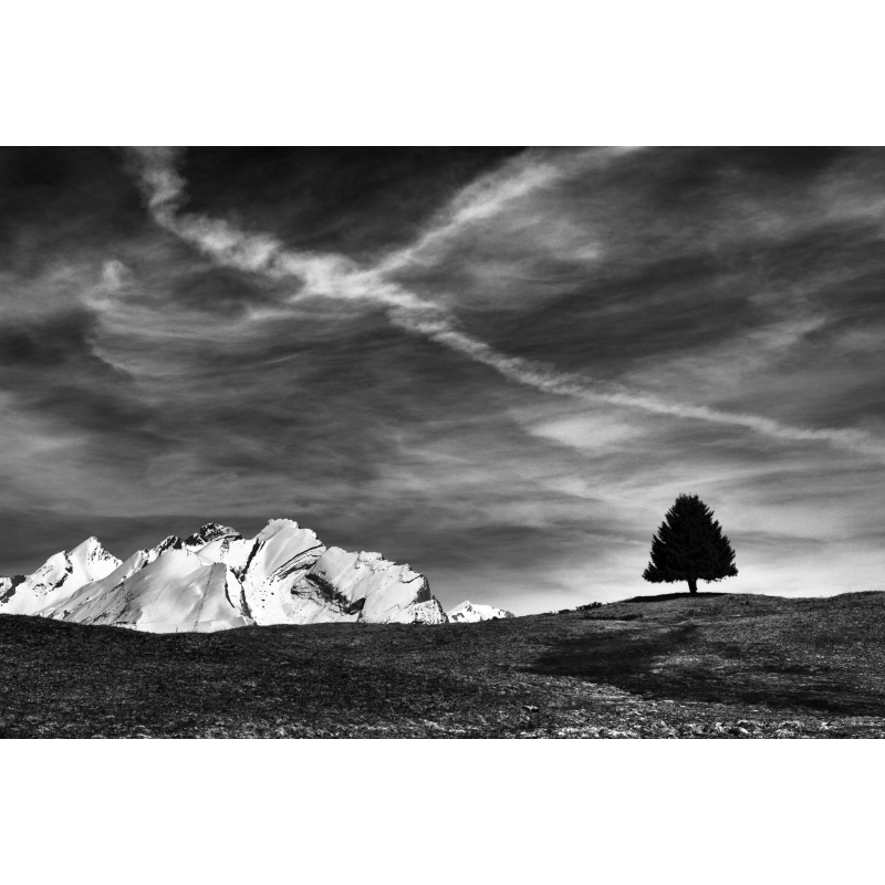 L'arbre sentinelle - Plateau de Beauregard par Annick Girardot