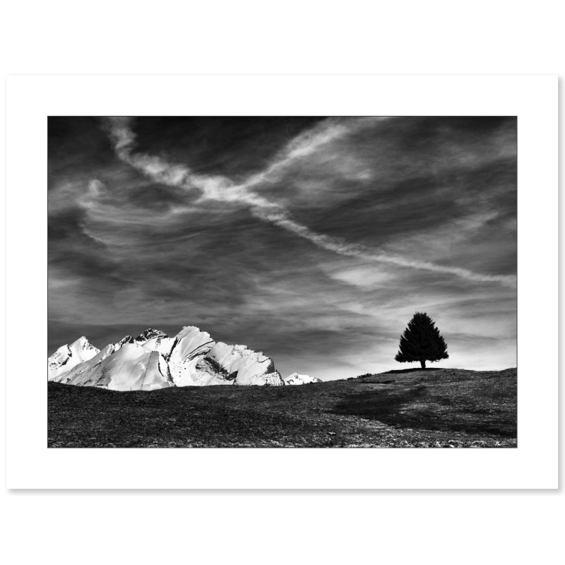 L'arbre sentinelle - Plateau de Beauregard par Annick Girardot