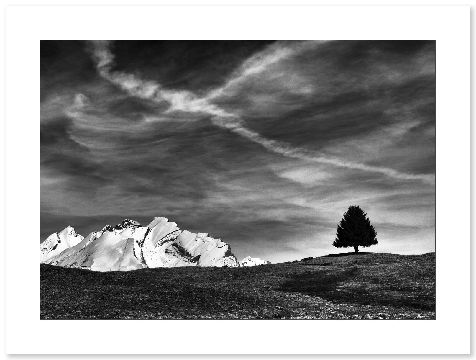 L'arbre sentinelle - Plateau de Beauregard par Annick Girardot