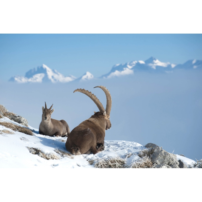 Photo Bouquetins - Alpes par Gilles Lansard - Galerie 361