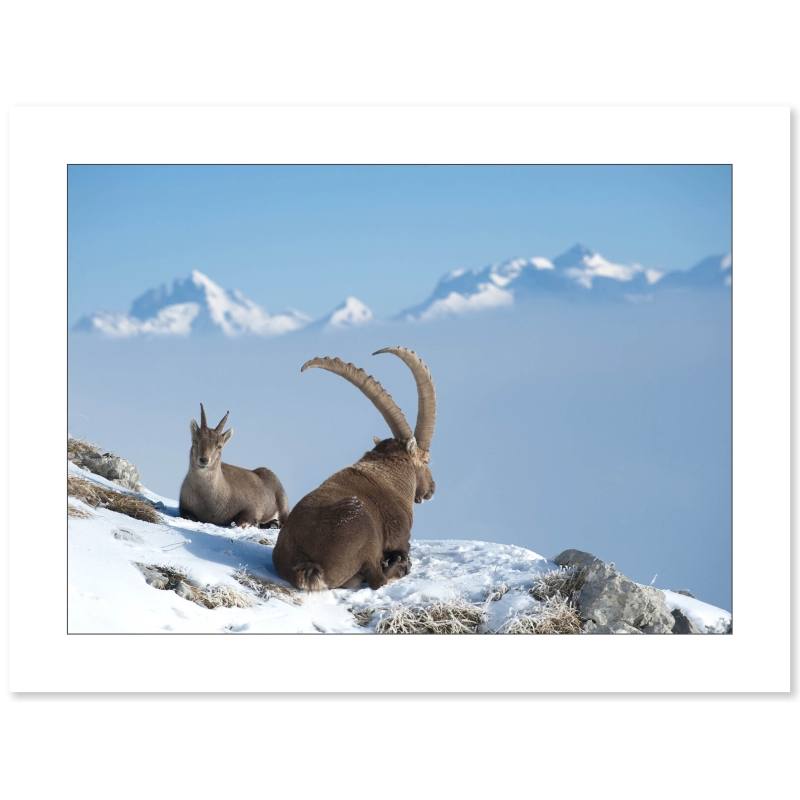 Photo Bouquetins - Alpes par Gilles Lansard - Galerie 361