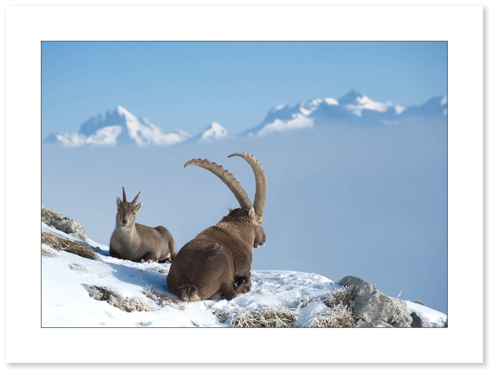 Photo Bouquetins - Alpes par Gilles Lansard - Galerie 361
