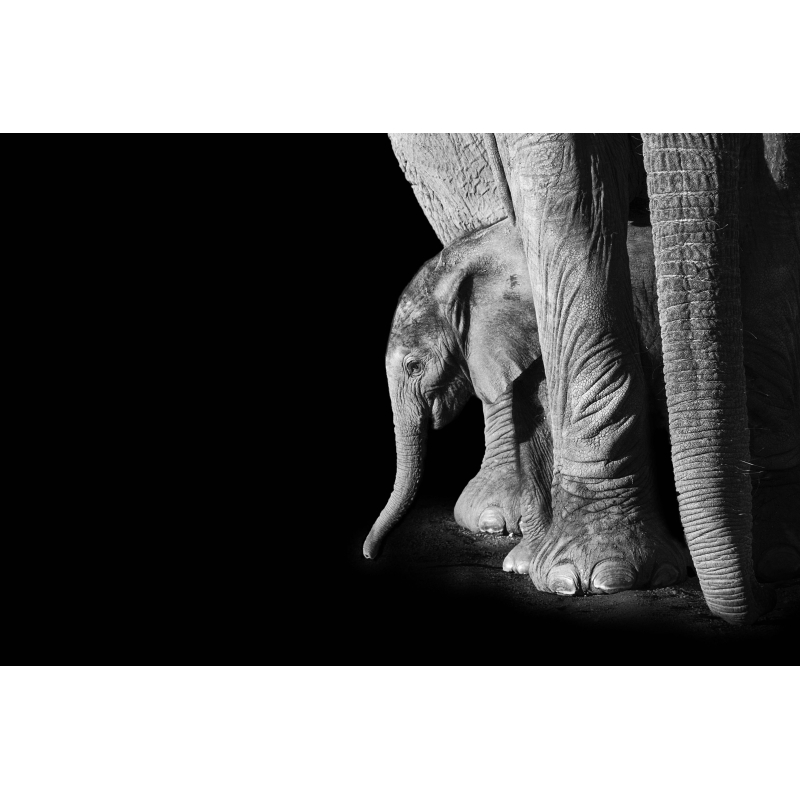 Bébé éléphant - Édition Limitée par Marie-Anne et Thierry Camail