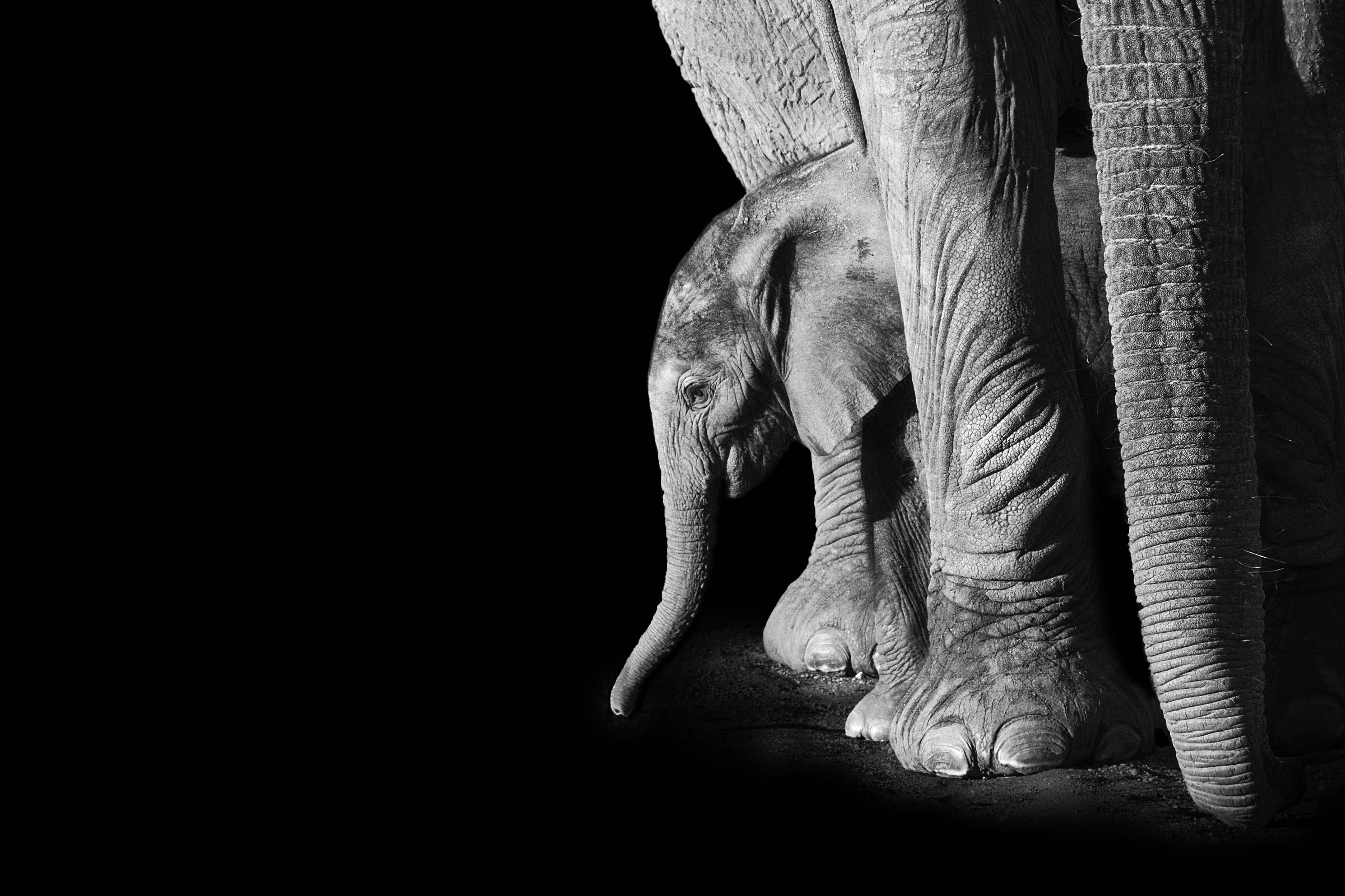 Bébé éléphant - Édition Limitée par Marie-Anne et Thierry Camail