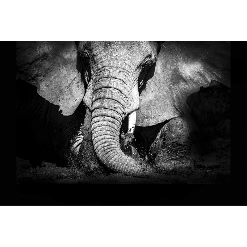 Eléphant - Édition Limitée par Marie-Anne et Thierry Camail
