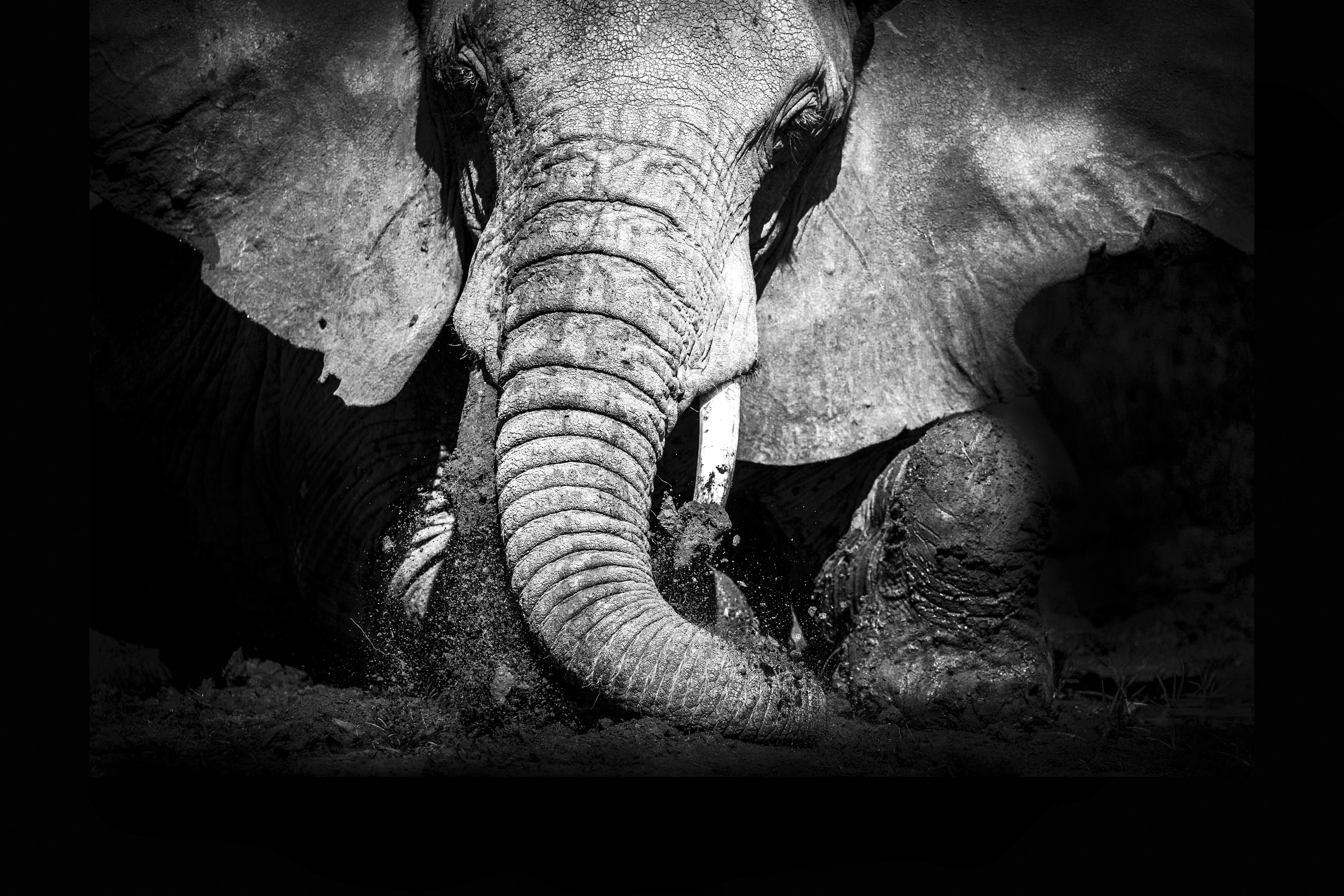 Eléphant - Édition Limitée par Marie-Anne et Thierry Camail
