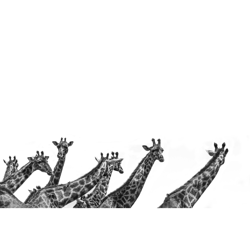 Girafes - Édition Limitée par Marie-Anne et Thierry Camail