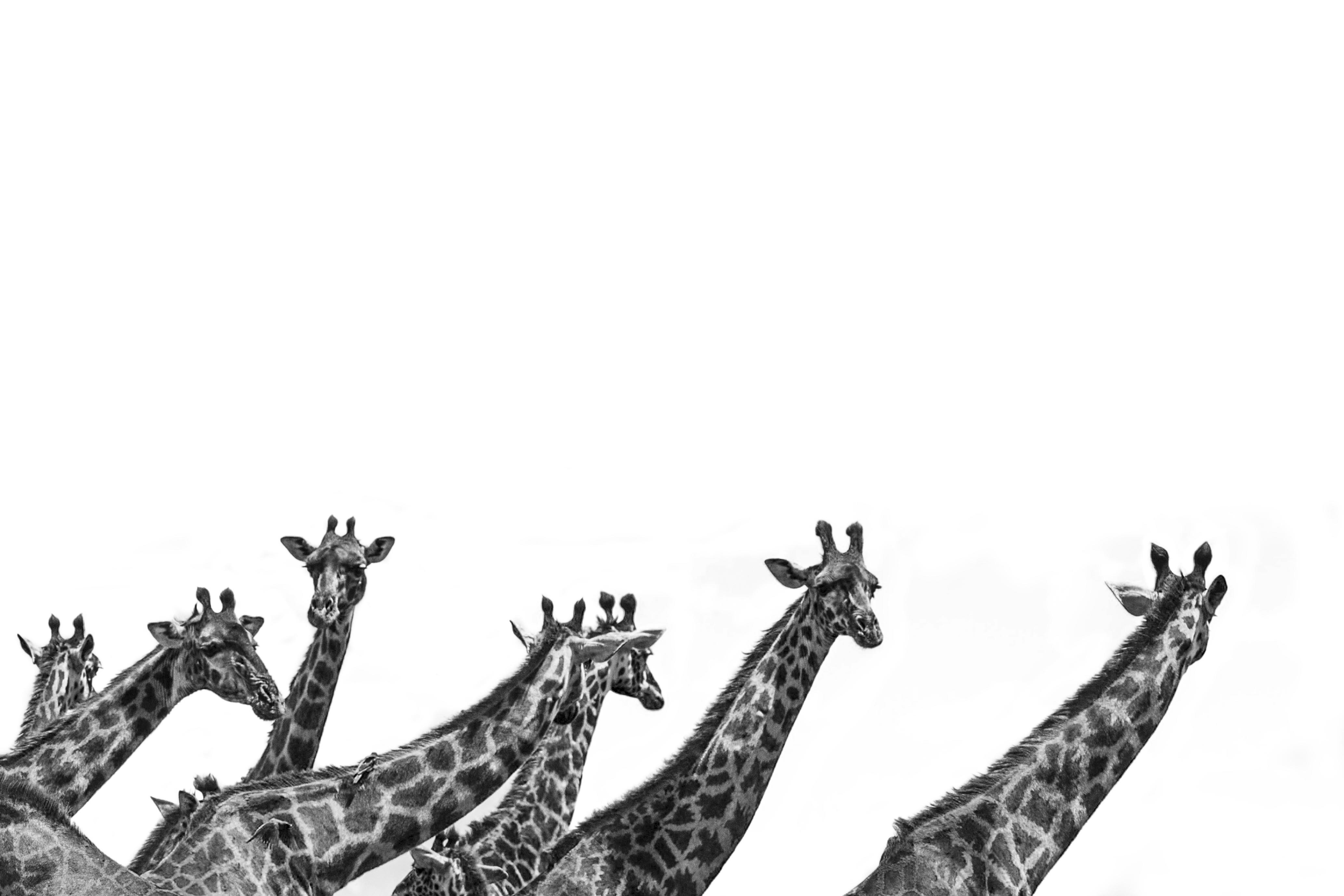 Girafes - Édition Limitée par Marie-Anne et Thierry Camail