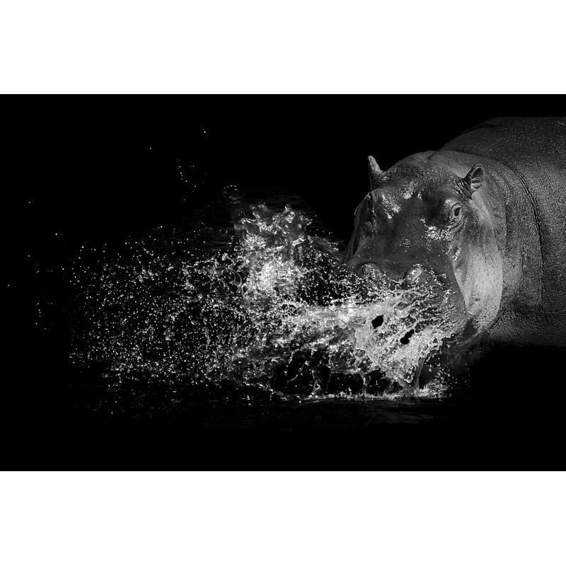 Hippo dans l'eau - Édition Limitée par Marie-Anne et Thierry Camail