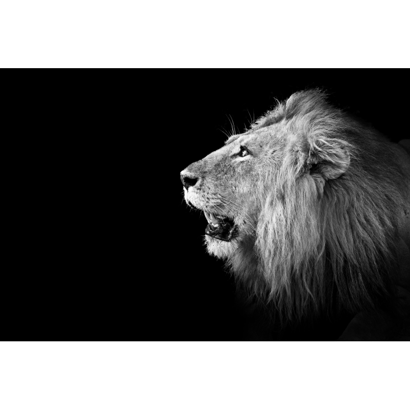 Lion regard haut - Édition Limitée par Marie-Anne et Thierry Camail