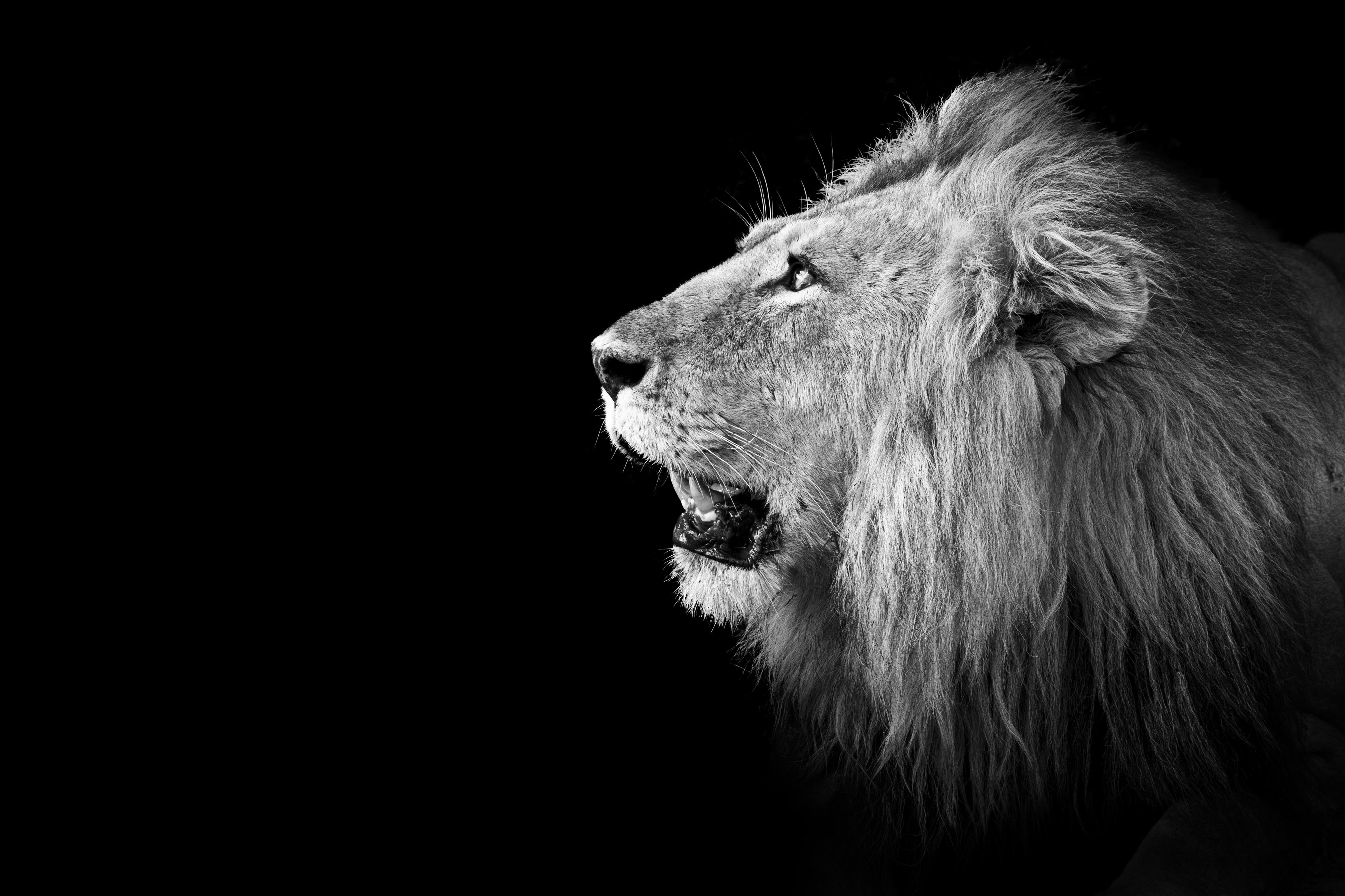 Lion regard haut - Édition Limitée par Marie-Anne et Thierry Camail