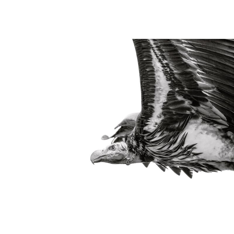 Vautour en vol - Édition Limitée par Marie-Anne et Thierry Camail