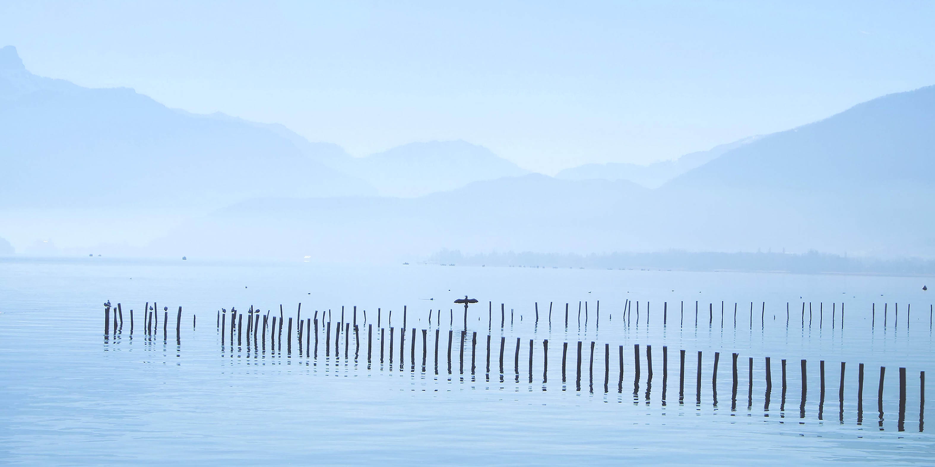Photo Lac d'Annecy et cormoran par Gilles Marguerat - Galerie 361