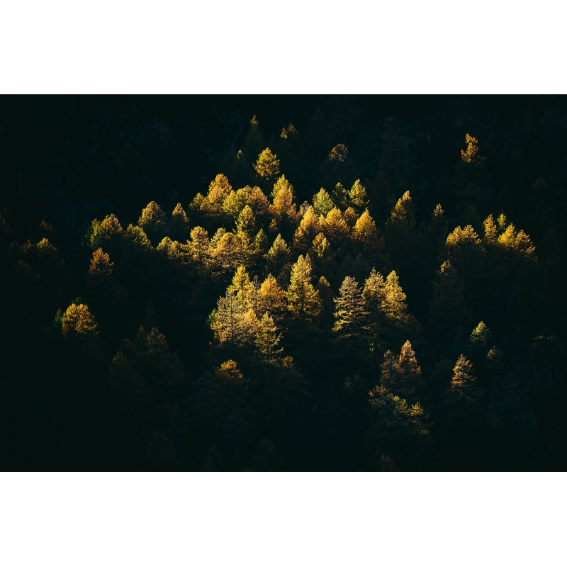 Mélèzes en feu - Vallée de la Clarée par Marc Daviet - Galerie 361