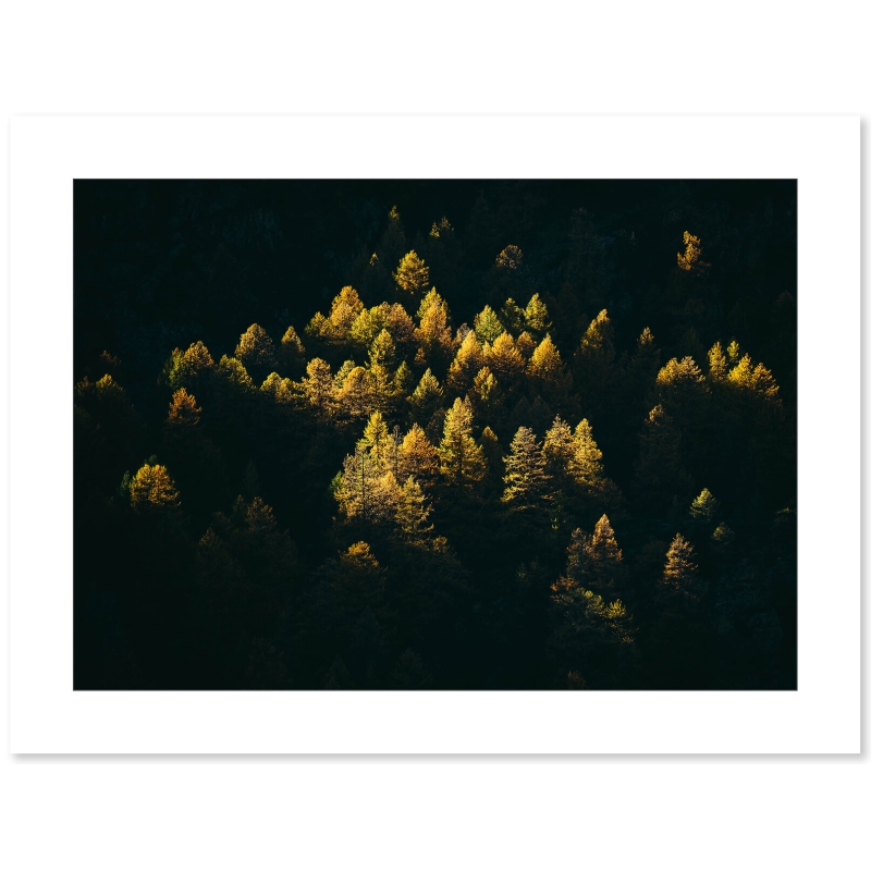 Mélèzes en feu - Vallée de la Clarée par Marc Daviet - Galerie 361