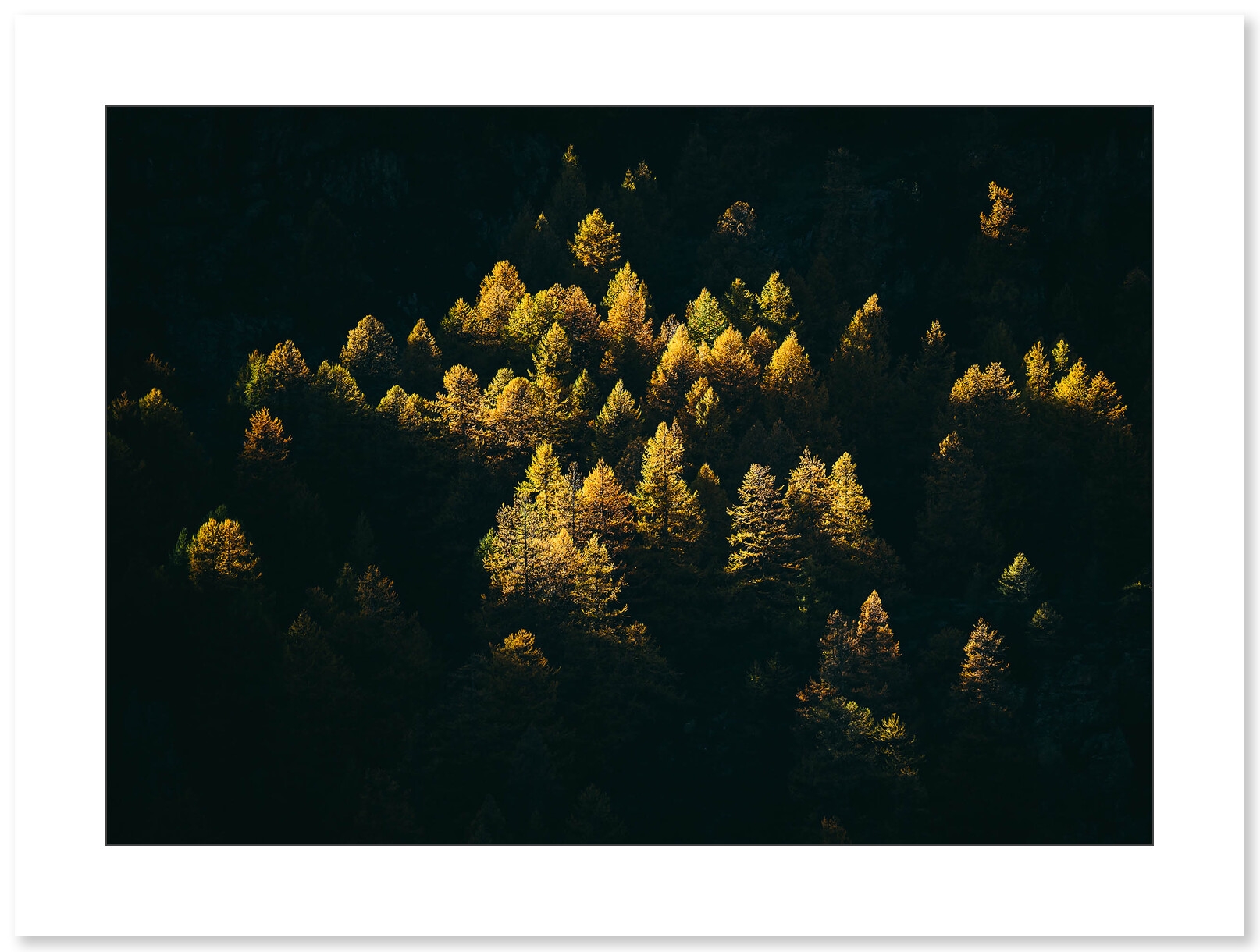 Mélèzes en feu - Vallée de la Clarée par Marc Daviet - Galerie 361