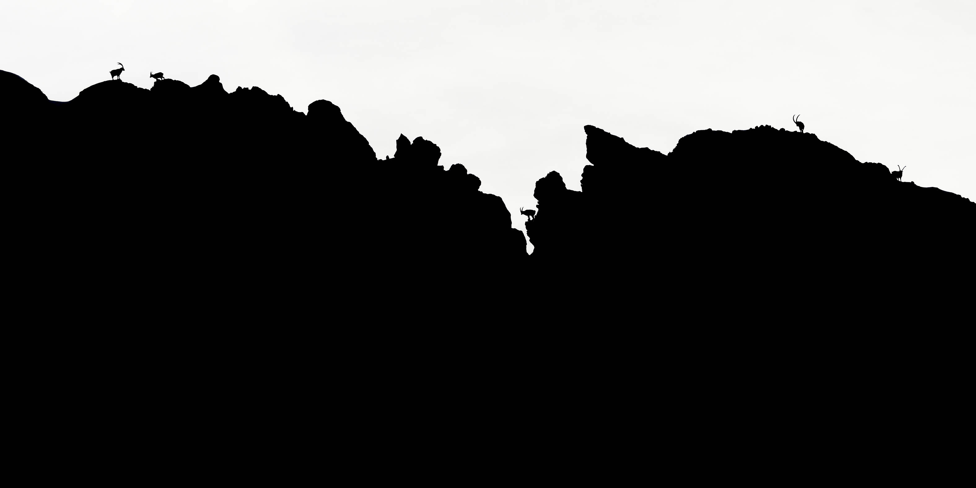 Photo Bouquetins - Alpes - Vercors - Nicolas Ougier - Galerie 361
