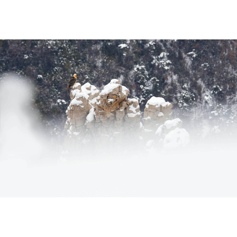 Gypaète Barbu dans les neiges du Vercors par Nicolas Ougier