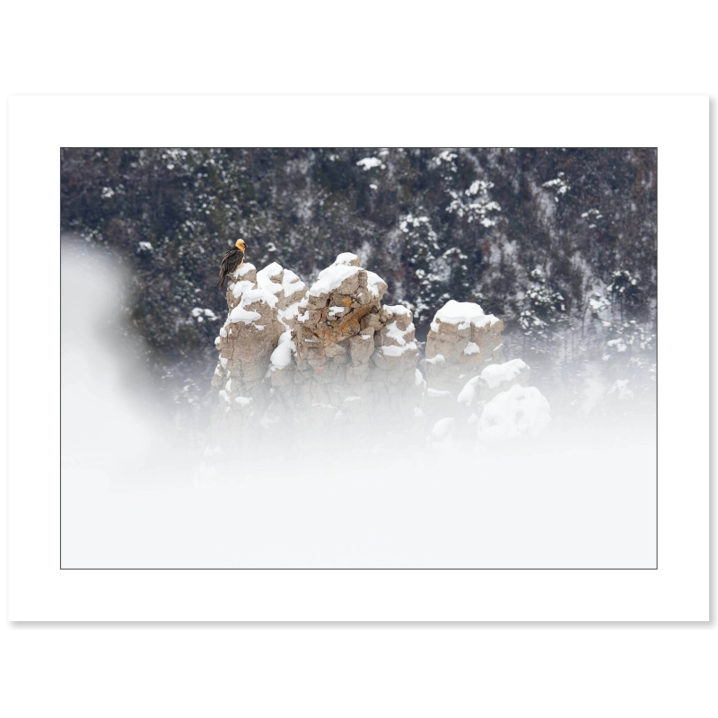 Gypaète Barbu dans les neiges du Vercors par Nicolas Ougier