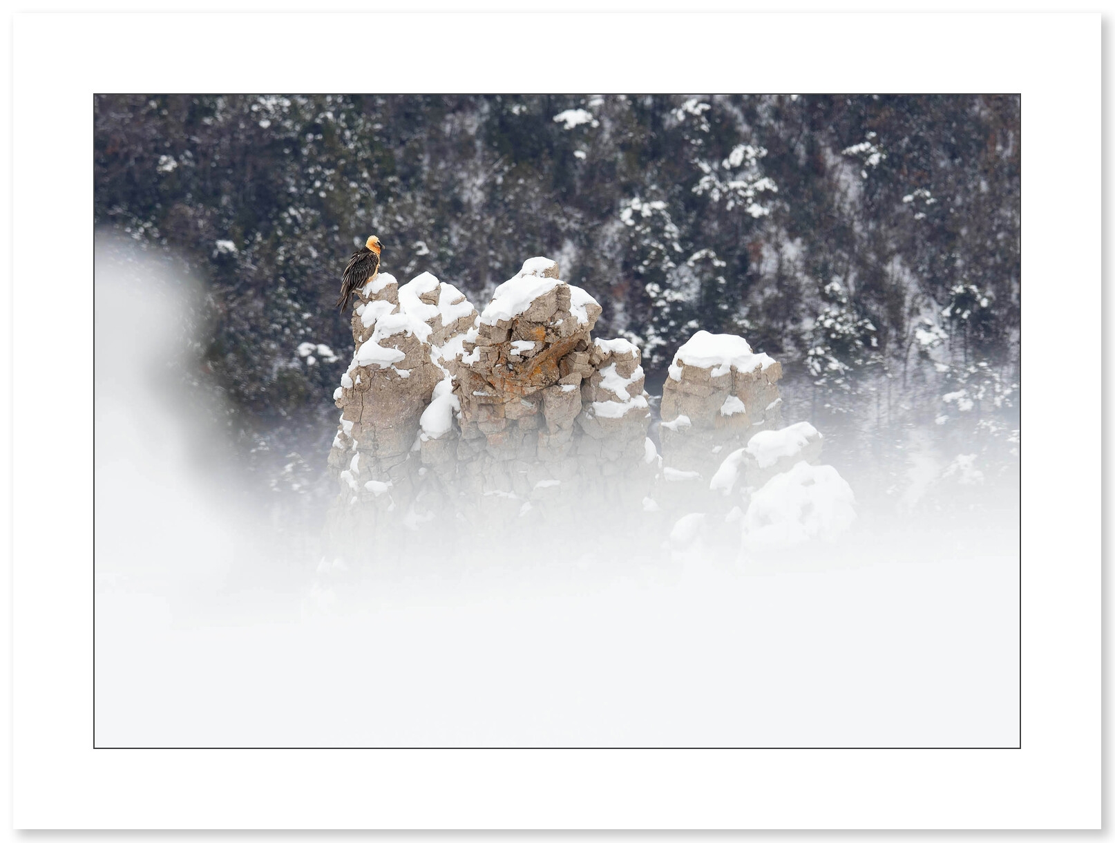 Gypaète Barbu dans les neiges du Vercors par Nicolas Ougier