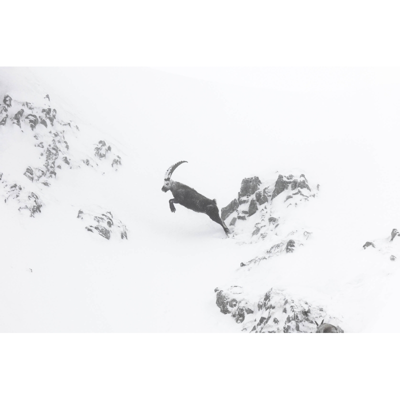 Un saut vers l’inconnu - Bouquetin - Vercors - par Nicolas Ougier