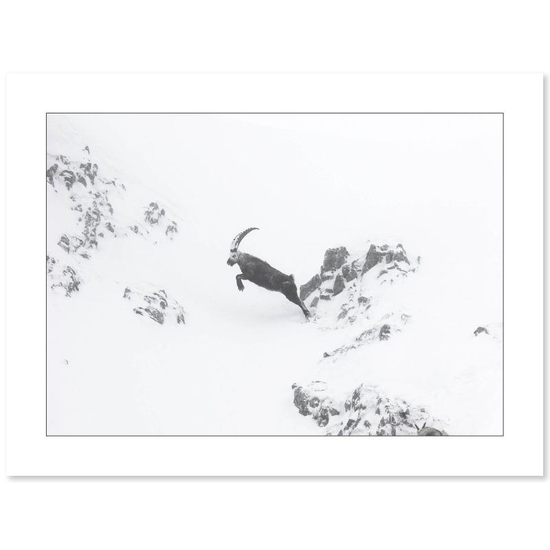 Un saut vers l’inconnu - Bouquetin - Vercors - par Nicolas Ougier