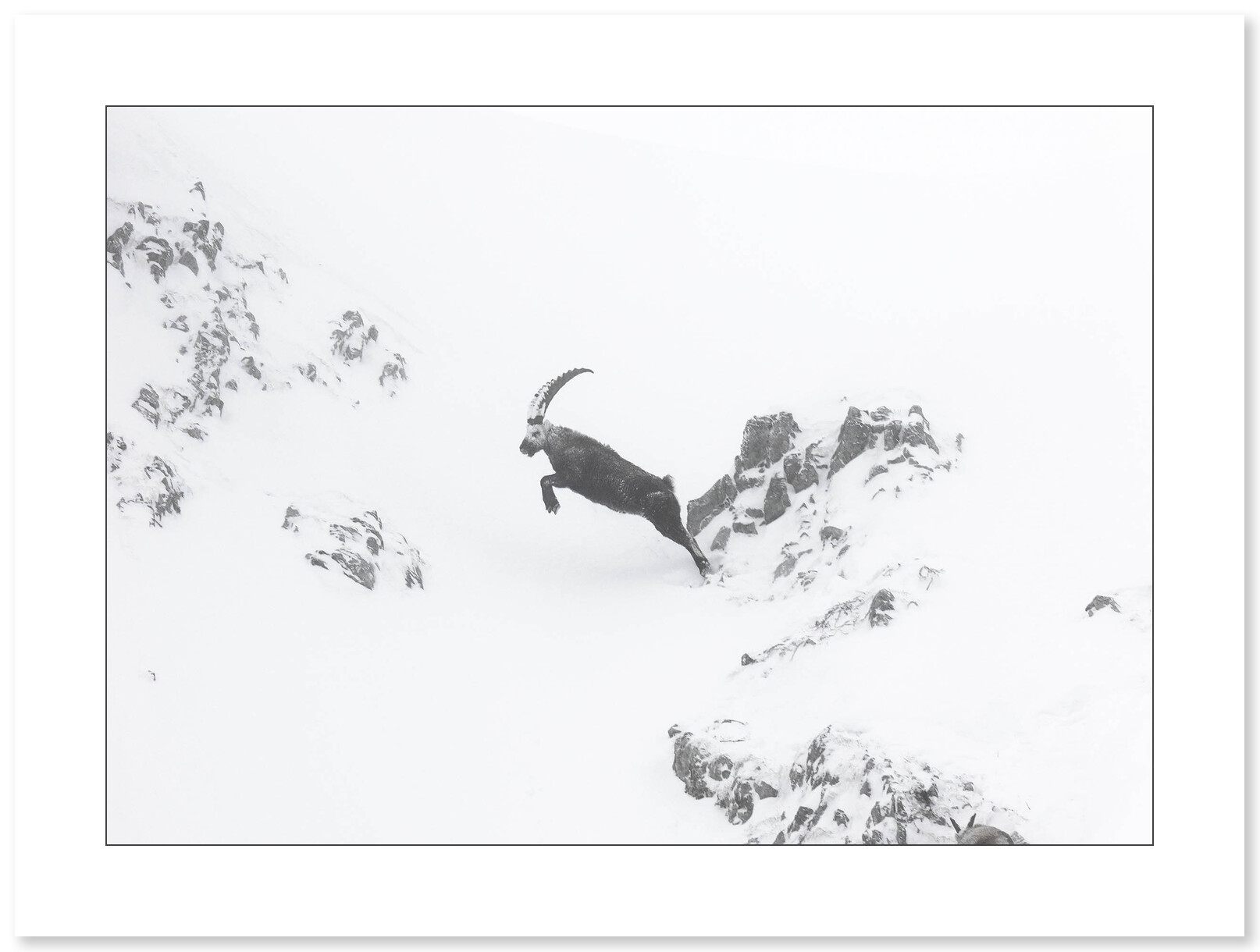 Un saut vers l’inconnu - Bouquetin - Vercors - par Nicolas Ougier