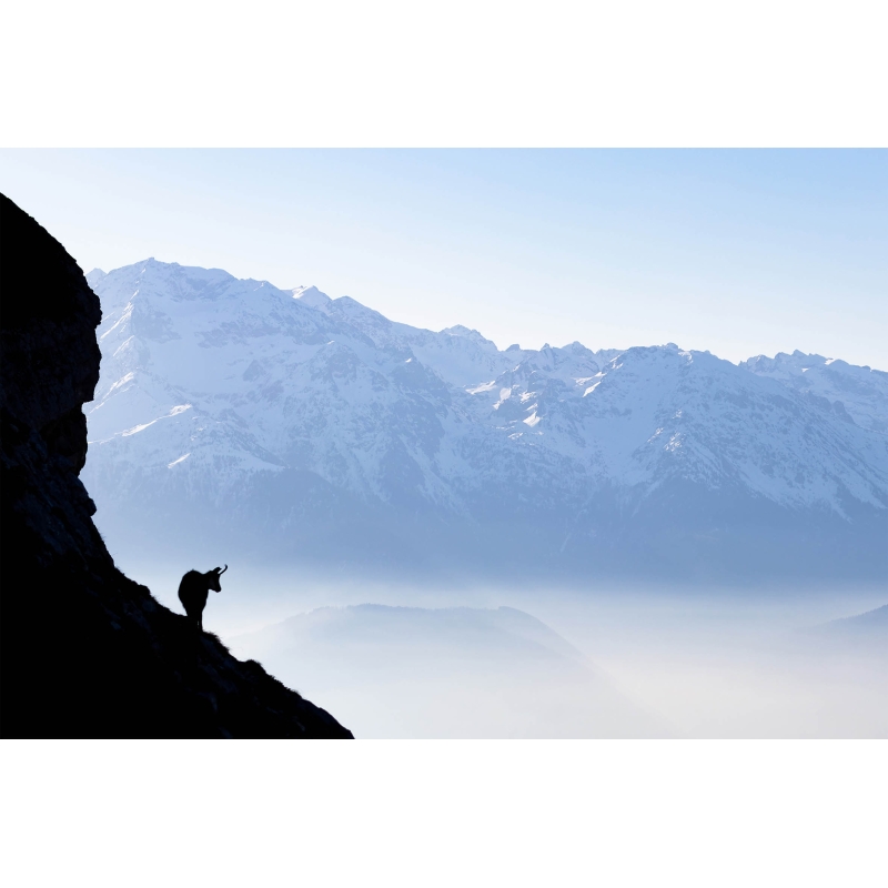 Photographie de chamois face au masssif de Belledonne