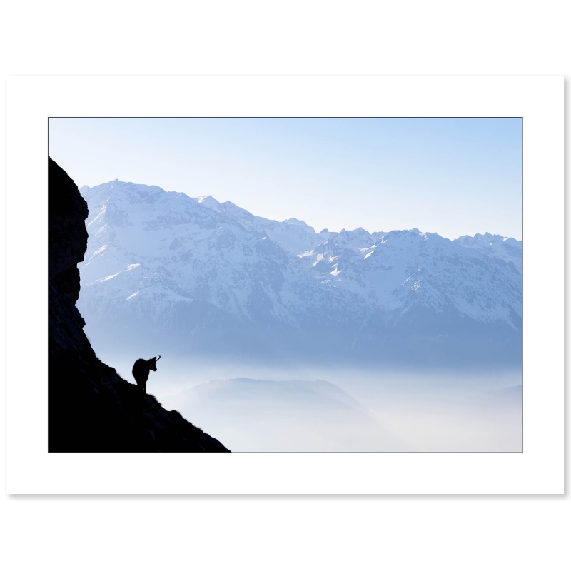 Photographie de chamois face au masssif de Belledonne