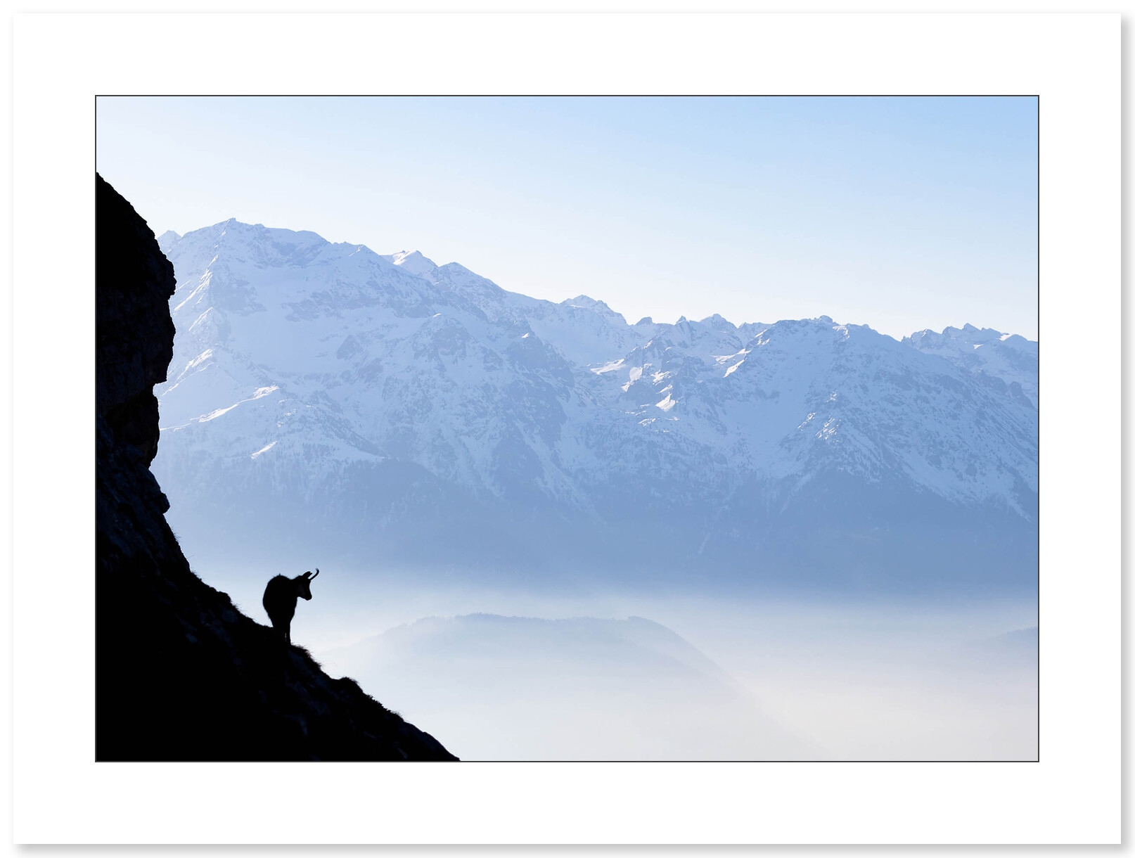 Photographie de chamois face au masssif de Belledonne