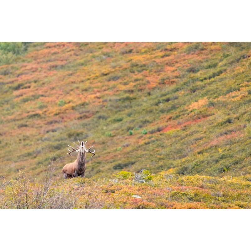 L'appel de l'automne - Cerf élaphe par Nicolas Ougier à la galerie 361