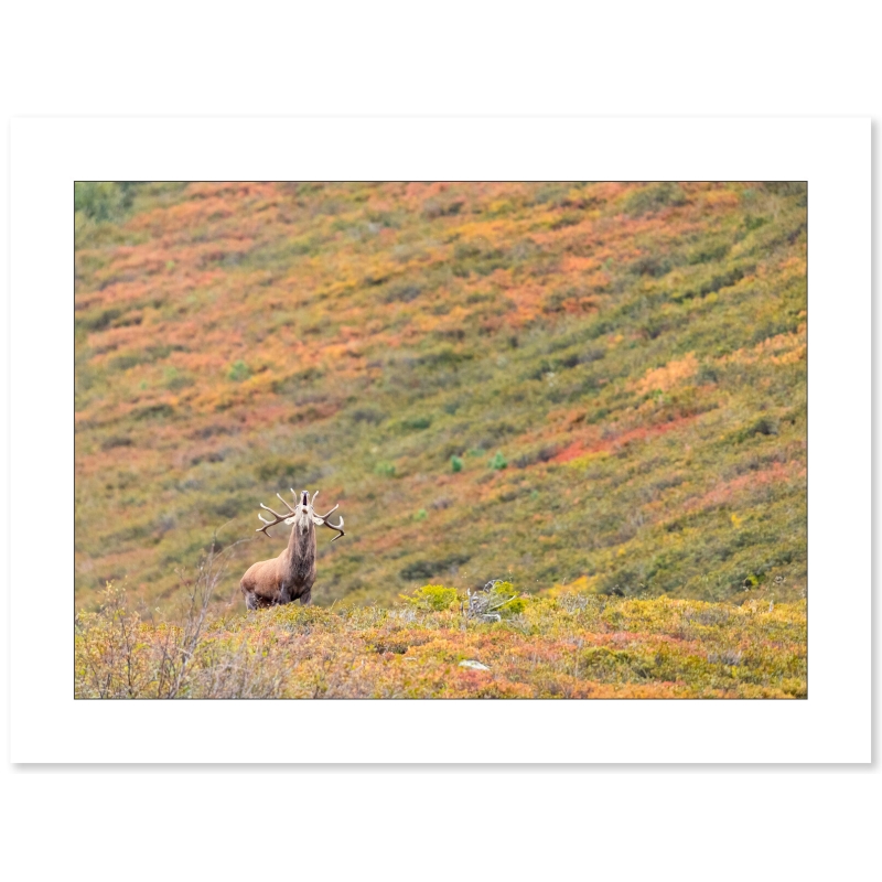 L'appel de l'automne - Cerf élaphe par Nicolas Ougier à la galerie 361