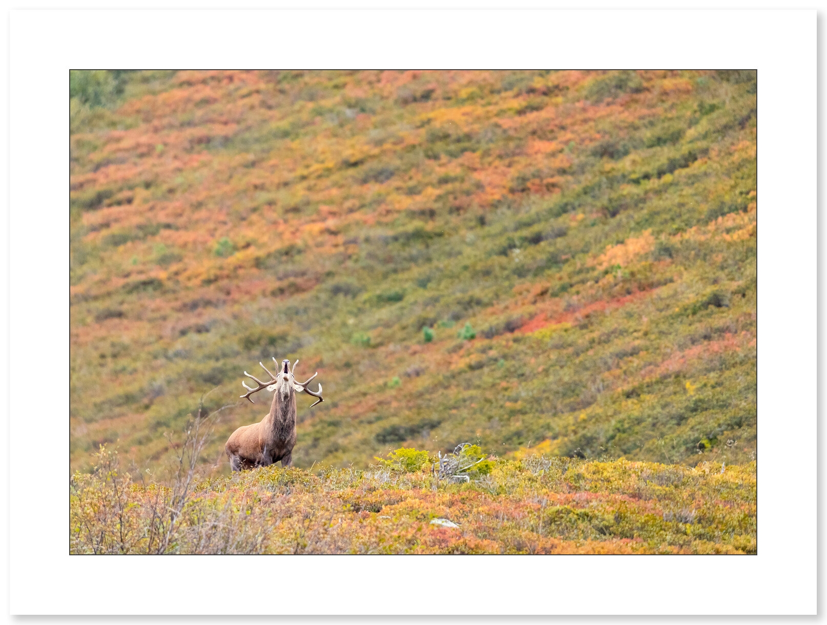 L'appel de l'automne - Cerf élaphe par Nicolas Ougier à la galerie 361