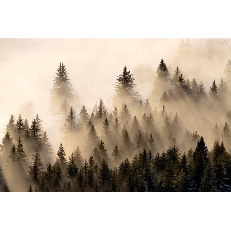 Lueurs dans la brume - Vercors