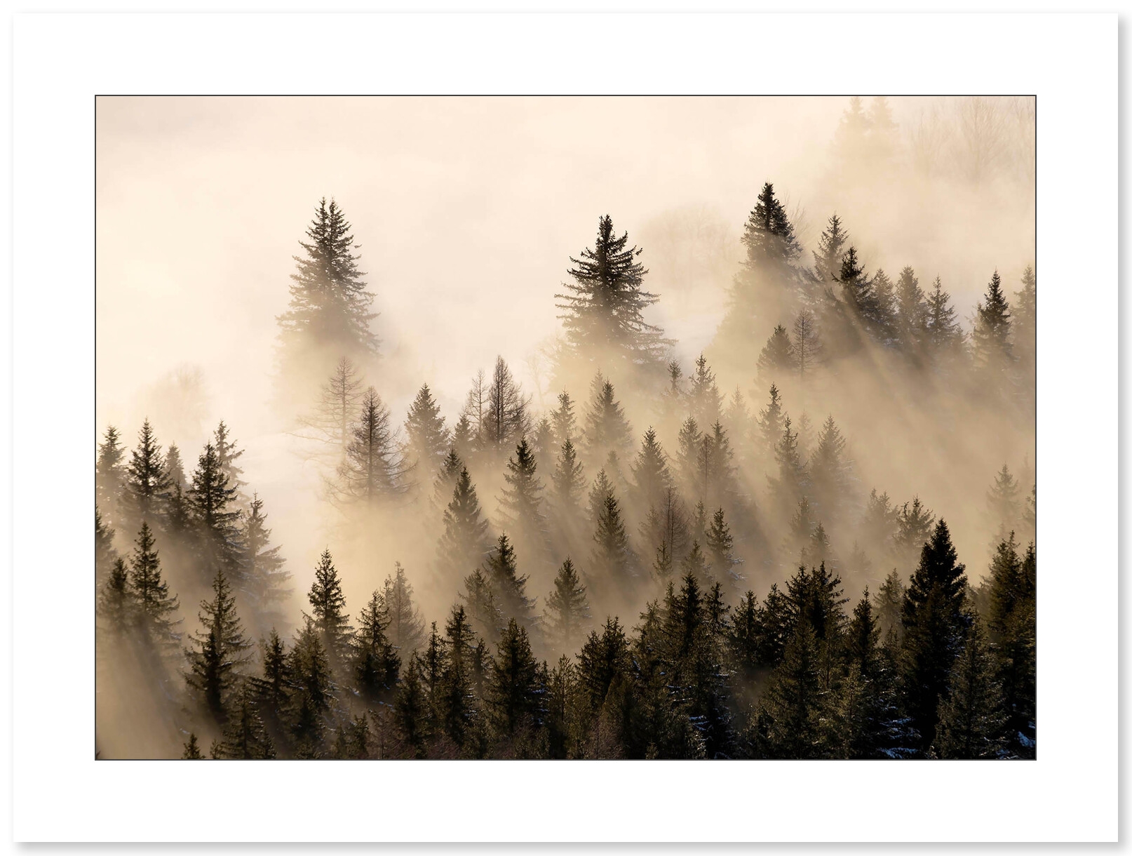 Lueurs dans la brume - Vercors