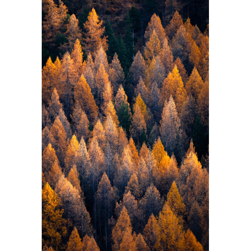 L’Or des mélèzes - Vallée de la Clarée par Nicolas Ougier