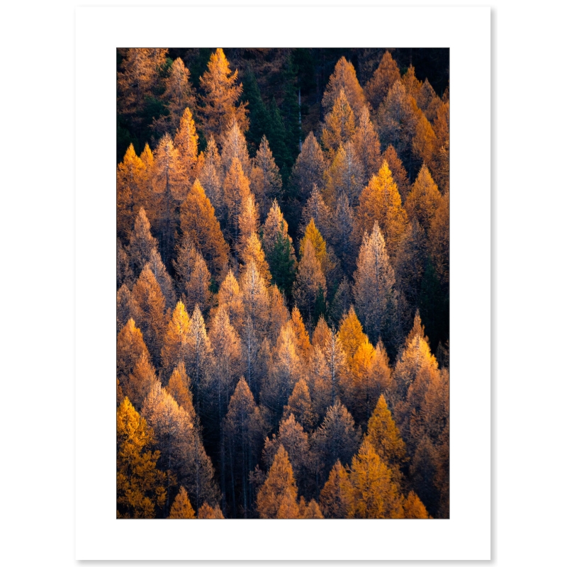L’Or des mélèzes - Vallée de la Clarée par Nicolas Ougier