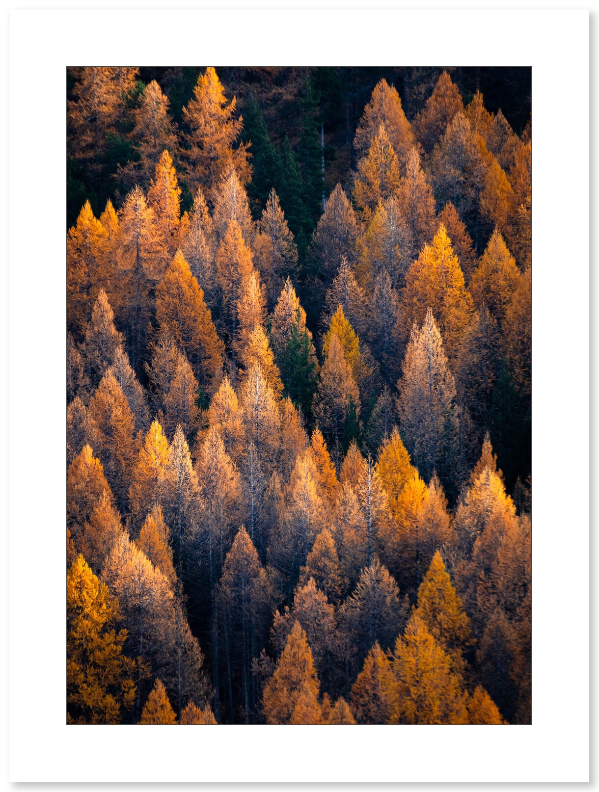 L’Or des mélèzes - Vallée de la Clarée par Nicolas Ougier