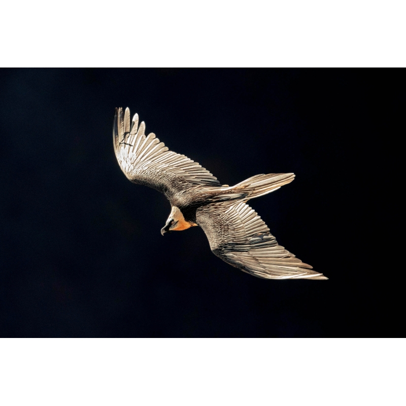Photo Gypaète Barbu - Vercors par Nicolas Ougier - Galerie 361