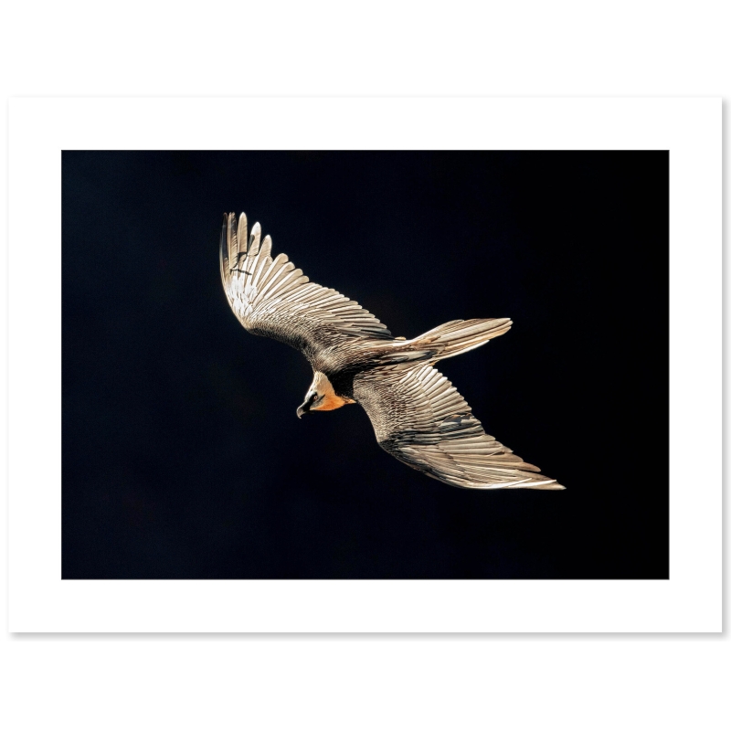 Photo Gypaète Barbu - Vercors par Nicolas Ougier - Galerie 361
