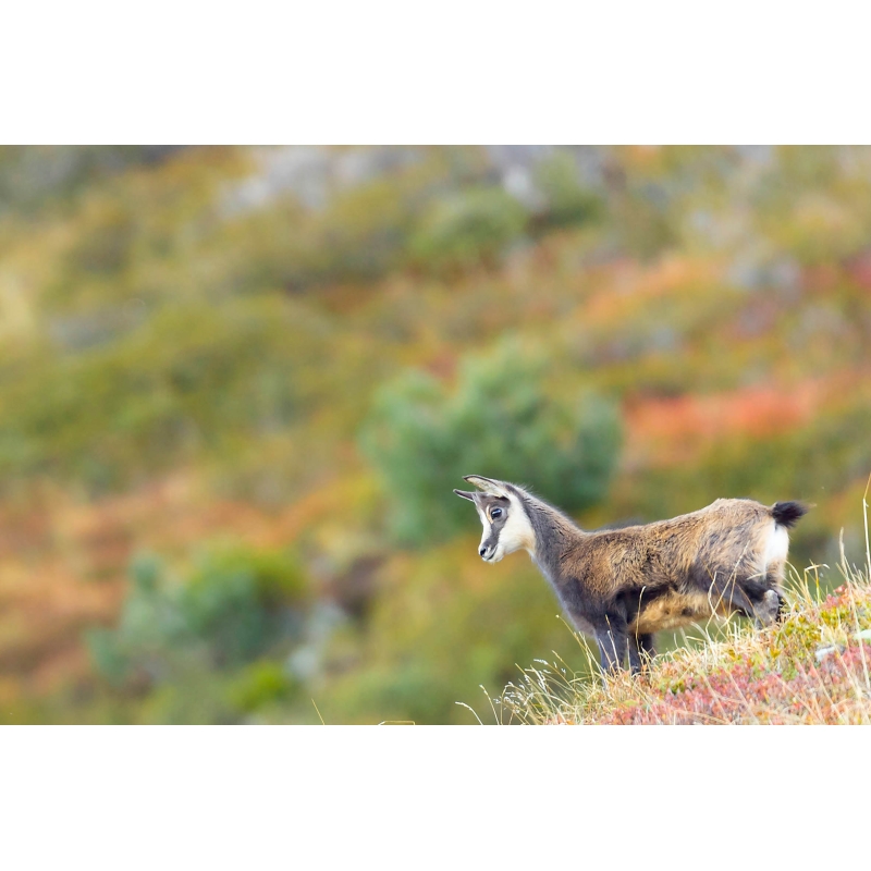 Photo Chamois par Nicolas Ougier - Galerie 361