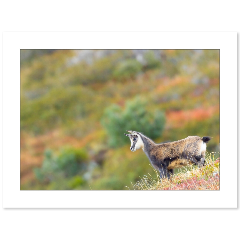 Photo Chamois par Nicolas Ougier - Galerie 361