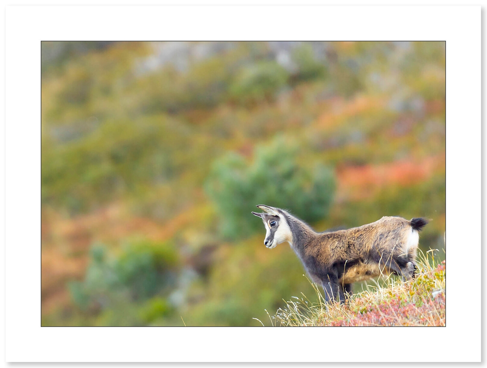 Photo Chamois par Nicolas Ougier - Galerie 361
