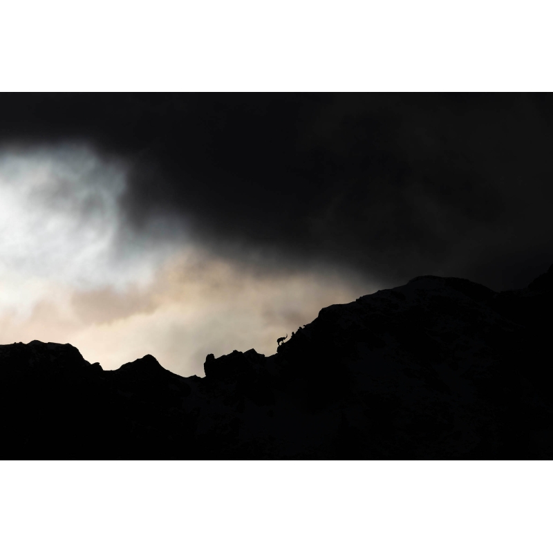 Photo Bouquetins - Vercors - Alpes par Nicolas Ougier - Galerie 361