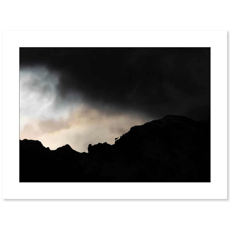 Photo Bouquetins - Vercors - Alpes par Nicolas Ougier - Galerie 361