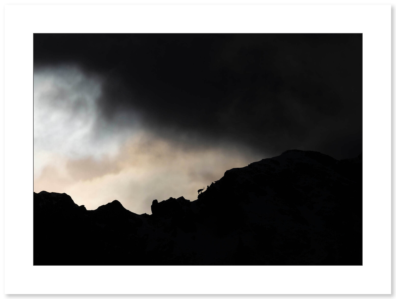 Photo Bouquetins - Vercors - Alpes par Nicolas Ougier - Galerie 361