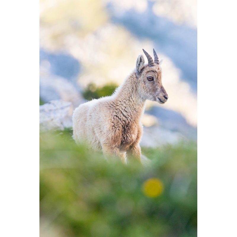 Photo Bouquetin par Nicolas Ougier - Galerie 361